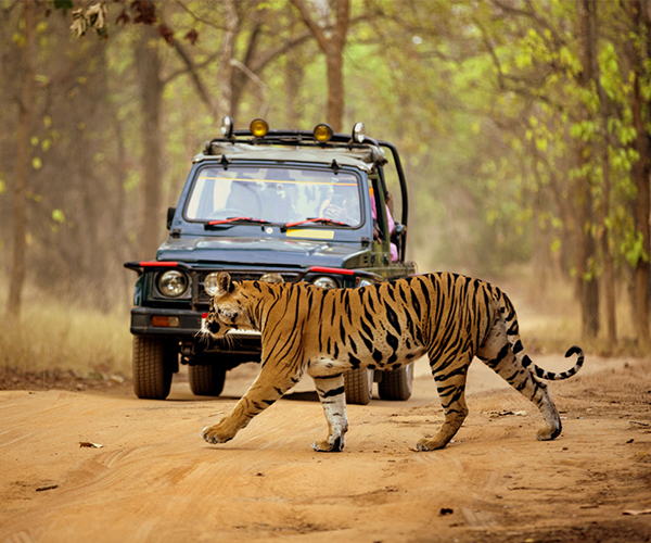 Dandeli Jungle Safari